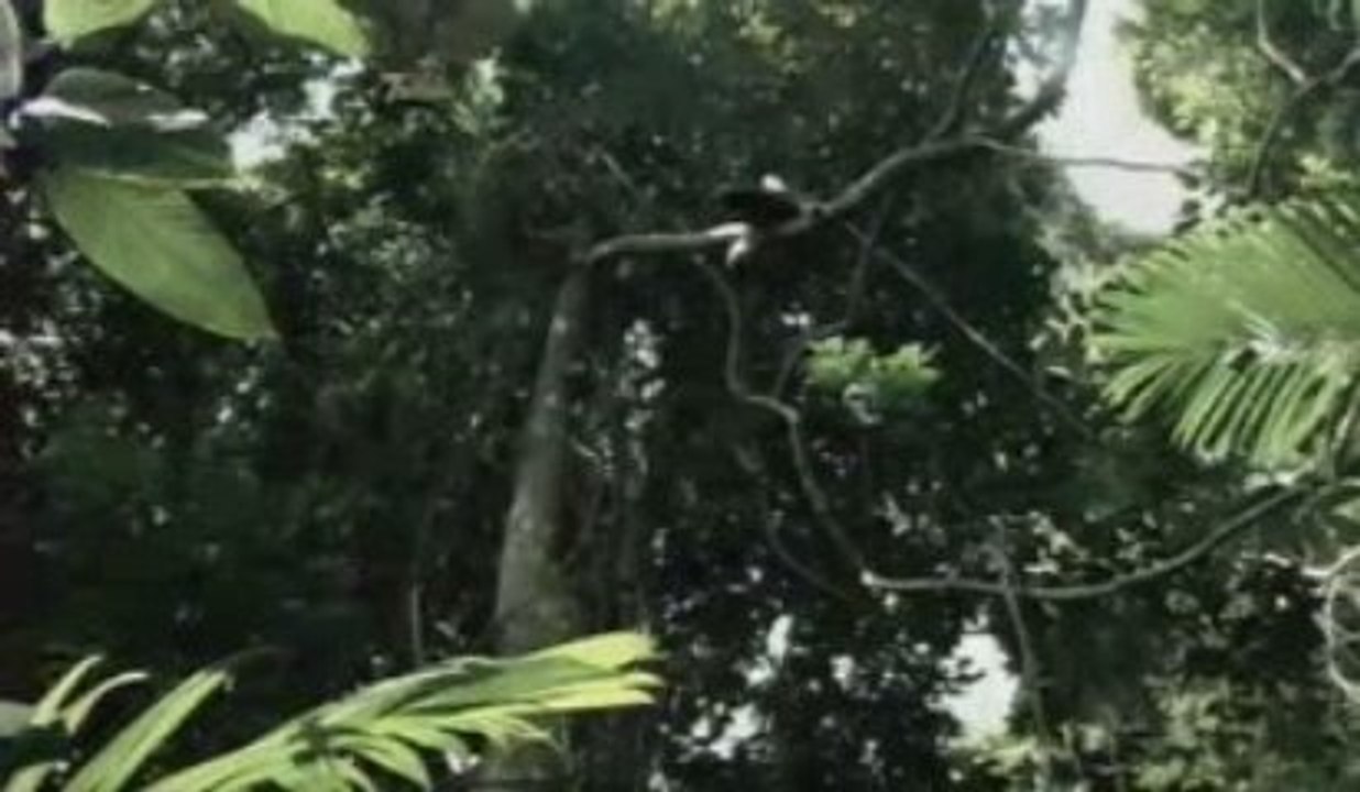 Le génocide de Léopold II, roi des Belges, au Congo (part 3)