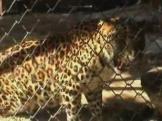 Cute leopard cubs born in Indian zoo