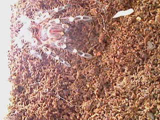 handling albopilosum