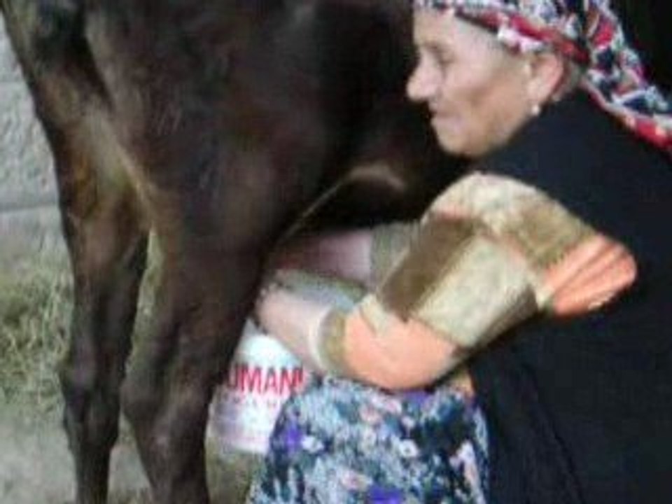 Civrak_İneksagimi