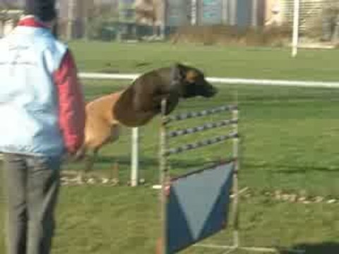 DAYAK 1 AN SAUT DE HAIE A 1M