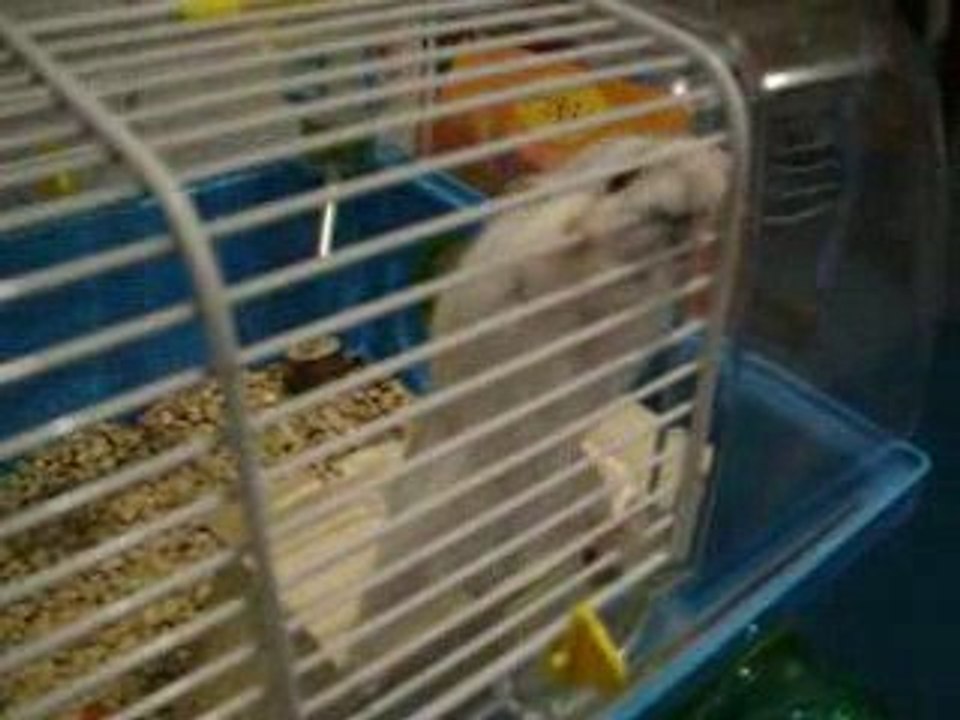 hamster