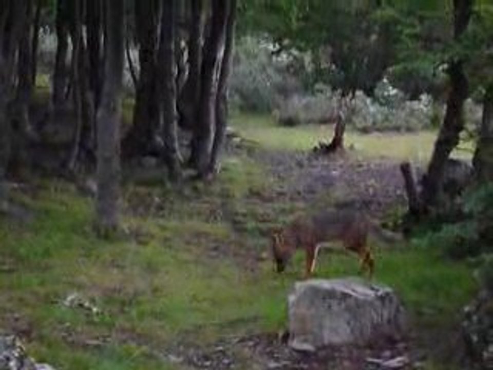 Yannos et Fanch, avec un renard