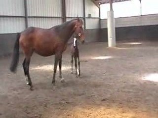 1er galop de Thémis