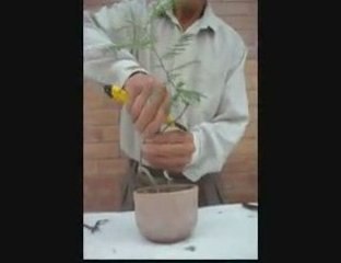 Bonsai Magico - Bunjin - Video 5 - bonsaimagicobunjin.com