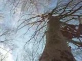 Lucas tout en haut d'un arbre ^^