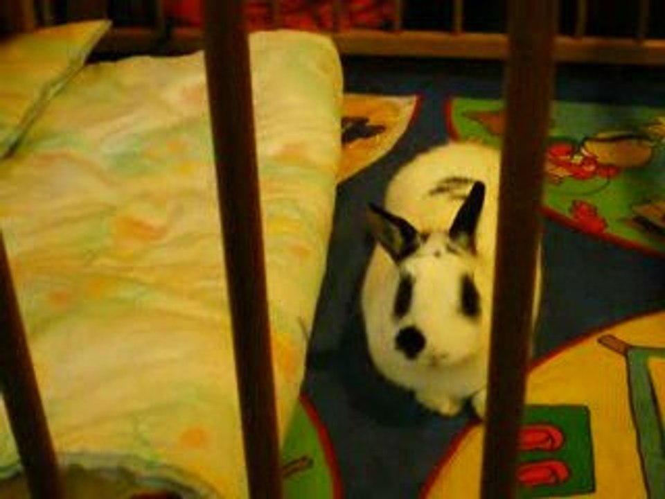 Lapins 0409 001