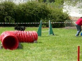 Nationale colley 2009 jumping