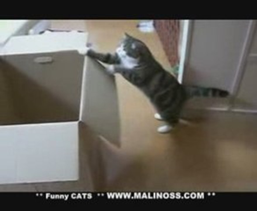Funny cat playing with a big box