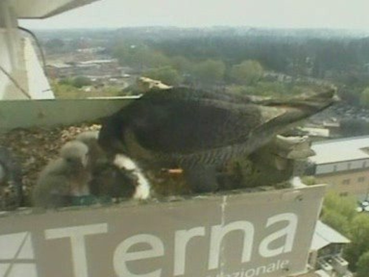 ⁣Endangered peregrine falcon chicks premiere