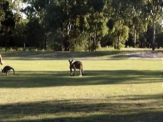 2009-04-27 KANGAROOS MEETING IN WOODGATE BEACH 2