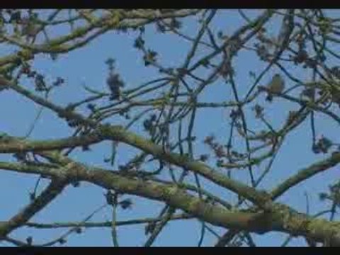 SMVT Syndicat Mixte de la Vallée du Thouet 