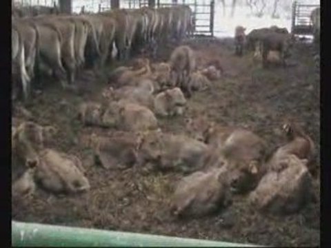 Elevage de Broutards Aubrac dans la Garrigues