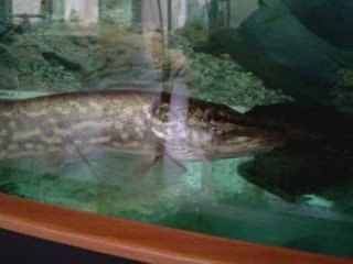 CHASSE DE BROCHET EN AQUARIUM