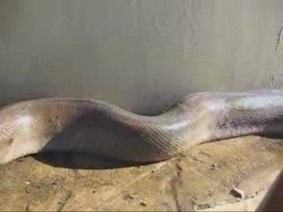 Cobra !