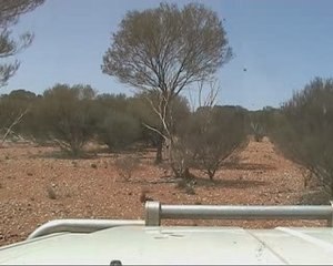 Track in the Australian bush 01