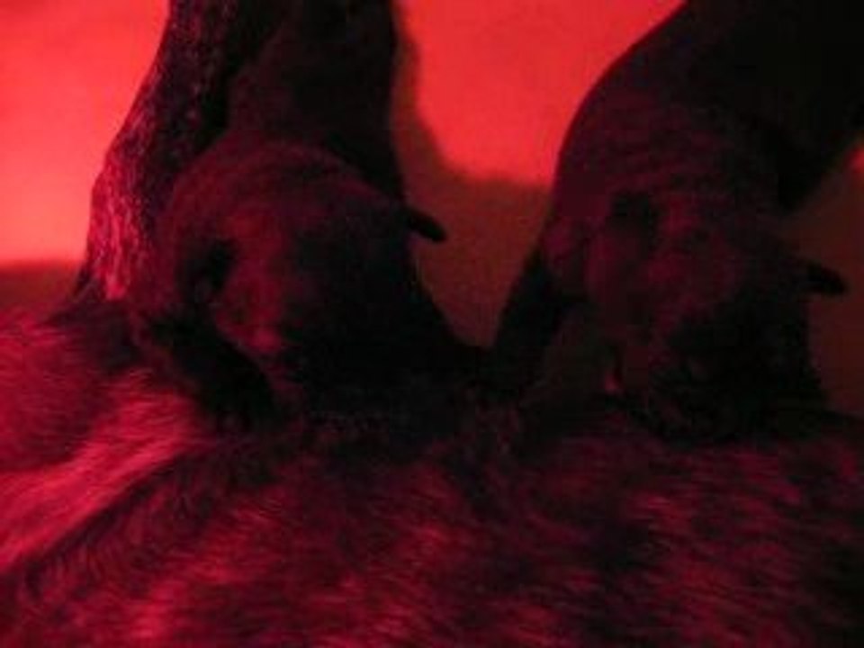 Chiots Cookie&Tronc 5e jour