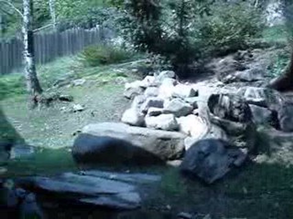 La colline aux marmottes!