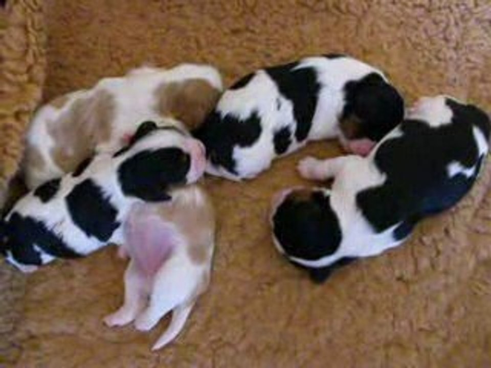 Video chiot baboo 030