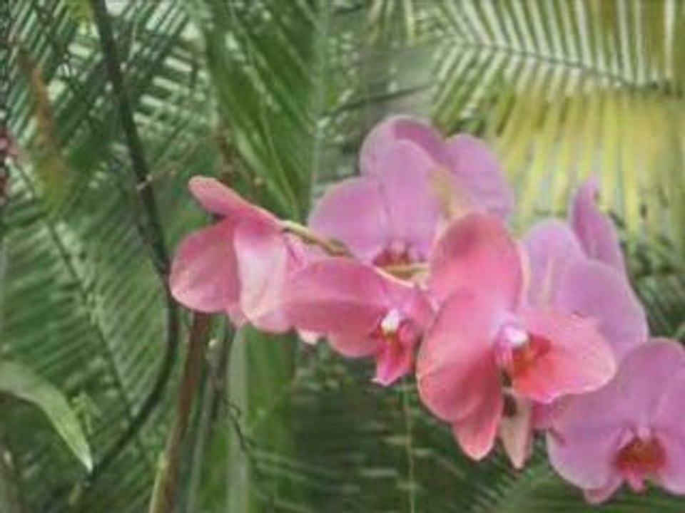 ISRAEL AVRIL 2009  FREDDY  GALULA