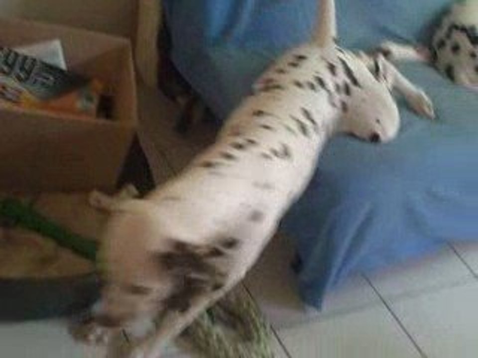 Kiss et son pouic pouic 2