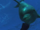 Dauphins et Baleines 3D, nomades des mers