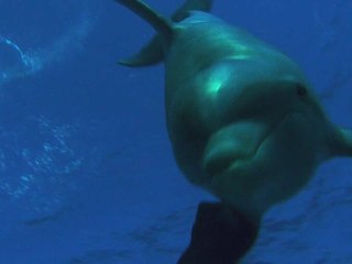 Dauphins et Baleines 3D, nomades des mers