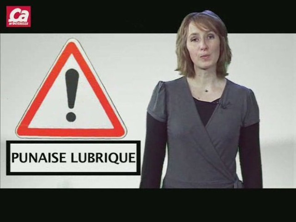 Connaissez-vous le tragique destin de la punaise des lits?