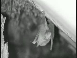 Colonie de grands murins