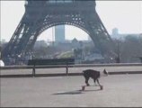 Neo Tuxedo at Tour Eiffel