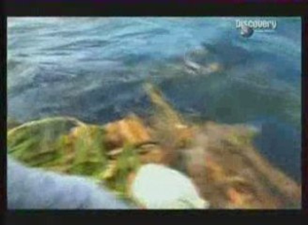 Seul Face à La Nature : Sur une ile déserte du Pacifique 3/3