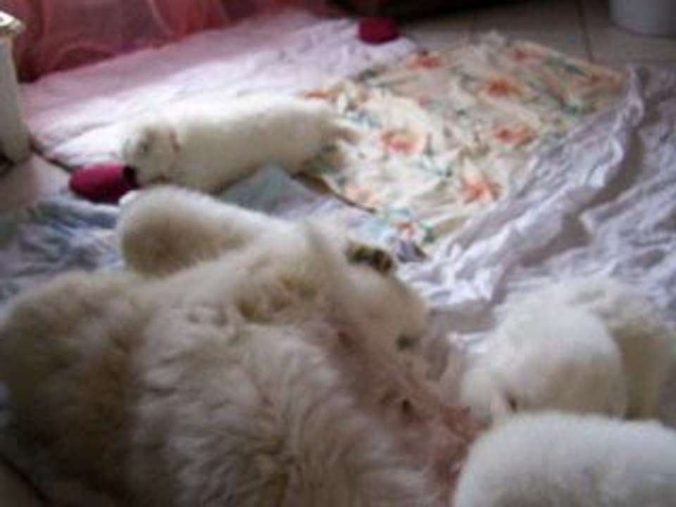 CHIOTS 37 JOURS