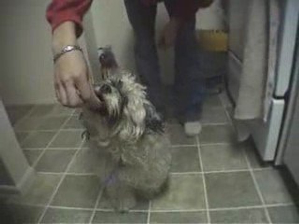COCO DANCES