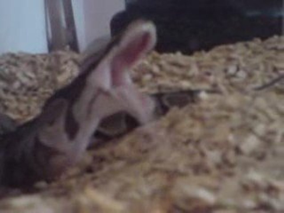 VIDEO 1 REPAS DE PYT PYT AVEC MUSIC