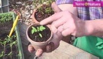 Imitez le jardinier, repiquez vos plants de tomates
