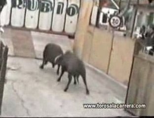 Encierros en Las matas 2004