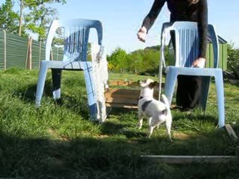 Dragibus chihuahua agility