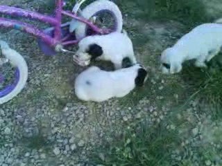 Chiots AZA et BLACK JACK le 6 Mai 2009