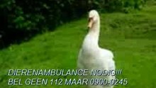 Zwaan in nood bel met 0900-0245