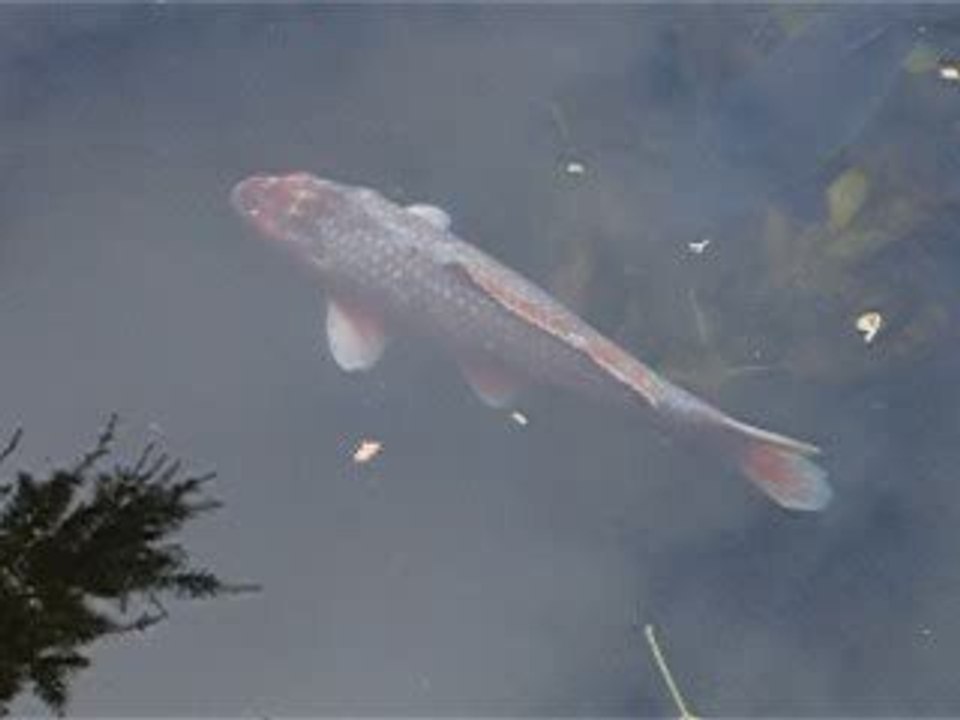 bassin 01