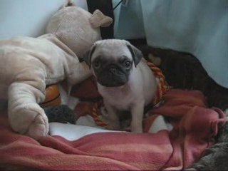 Arrivée de mon bébé carlin à la maison (baby pug)