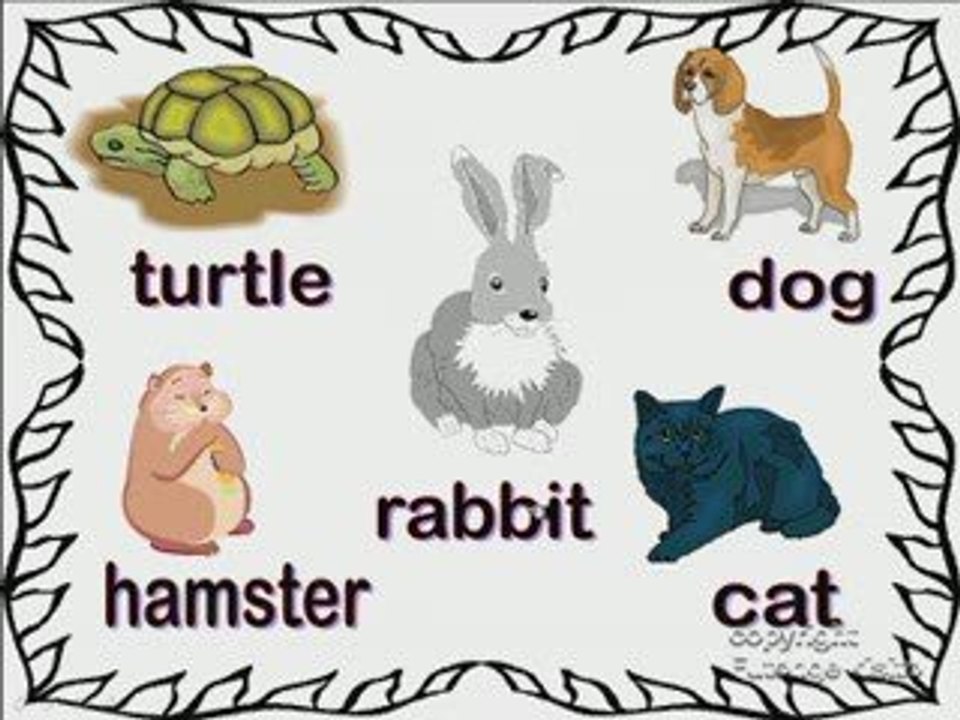 Pets