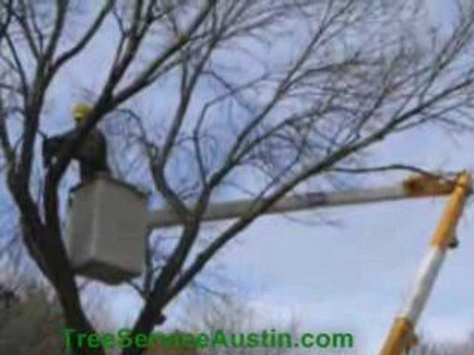 Tree Service Austin TX http://Tree Service AustinTX.com