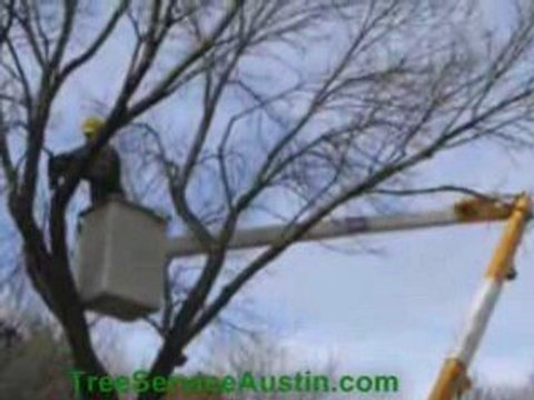 Tree Service Austin TX Tree Service AustinTX.com