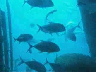 Djibouti Lemonier Squad 3 - Greetings the Angel Fishes -