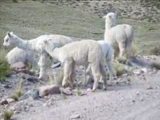 Les alpagas font du judo