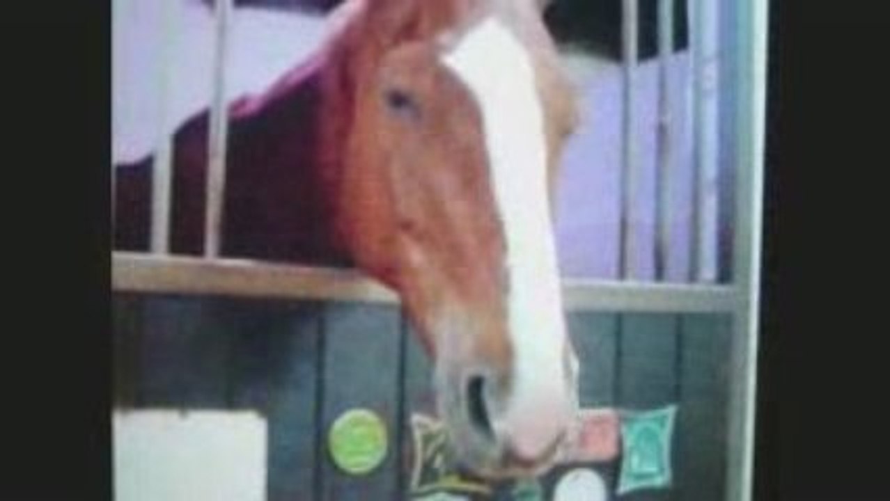 Cheval secouer