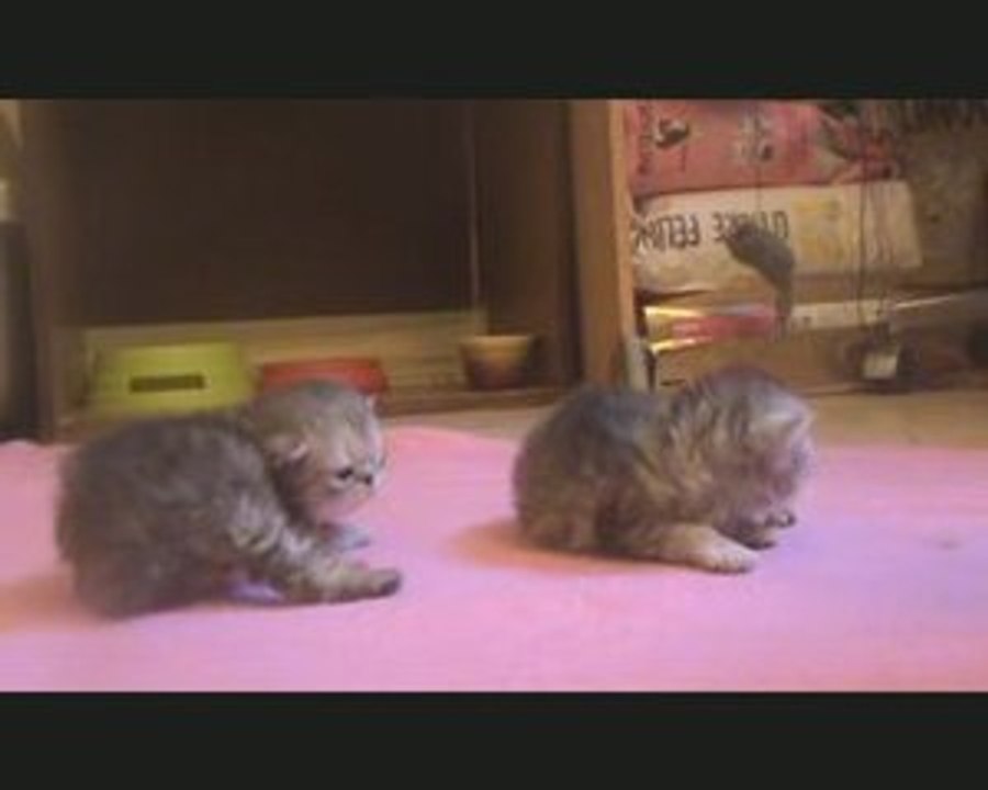 chaton persan chinchilla