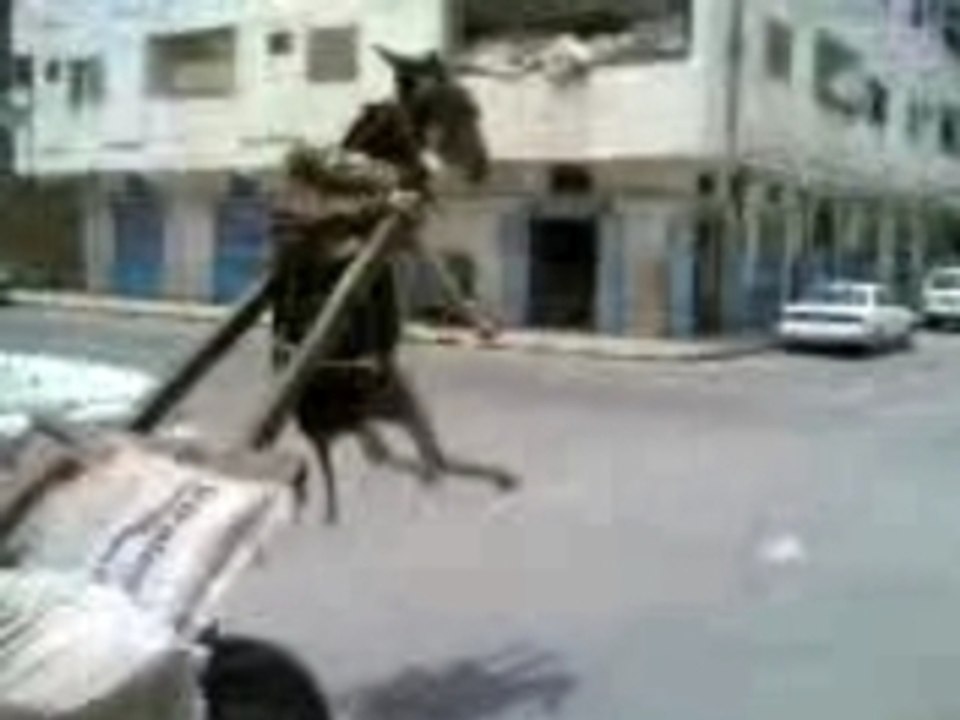 komikler hayalet Zavalli esek hayalet_9060@hotmail.com