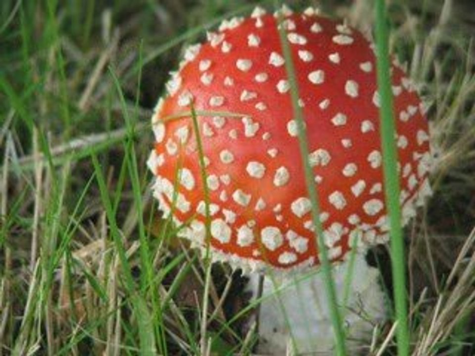 Diaporama chalets 2009